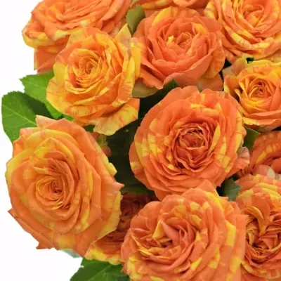 Oranžová růže trsová ORANGE PEPS 50cm/4+