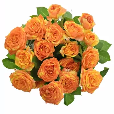 ROSA TR ORANGE PEPS 50cm/4 
