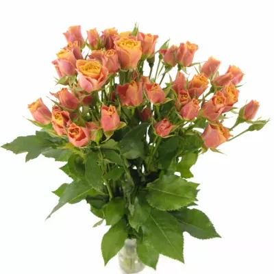 Oranžová růže SONORA 70cm / 7 +