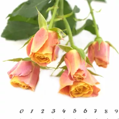 Oranžová růže SONORA 70cm / 7 +