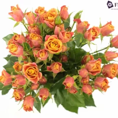 Oranžová růže SONORA 70cm / 7 +