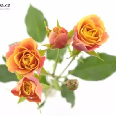 Oranžová růže SONORA 70cm / 7 +