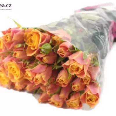 Oranžová růže SONORA 70cm / 7 +