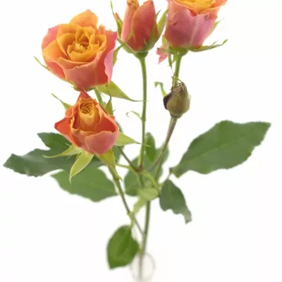 Oranžová růže SONORA 70cm / 7 +