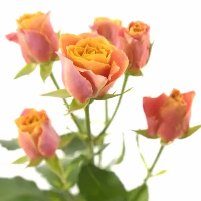 Oranžová růže SONORA 70cm / 7 +