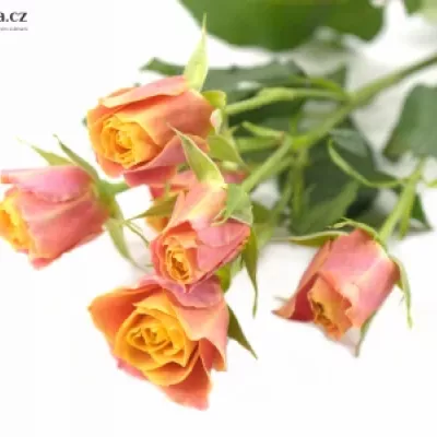 Oranžová růže SONORA 70cm / 7 +