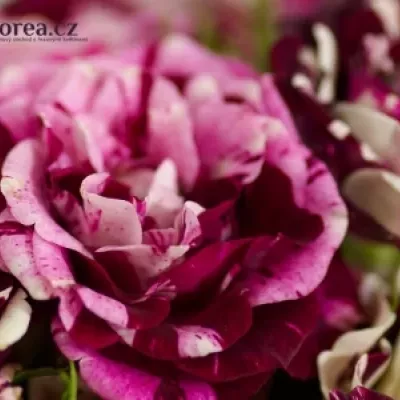 Bílorůžová růže SPARKLE GRAFFITI 40cm/4+