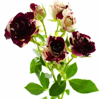 Bílorůžová růže SPARKLE GRAFFITI 40cm/4+
