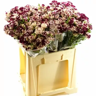 Bílorůžová růže SPARKLE GRAFFITI 40cm/4+