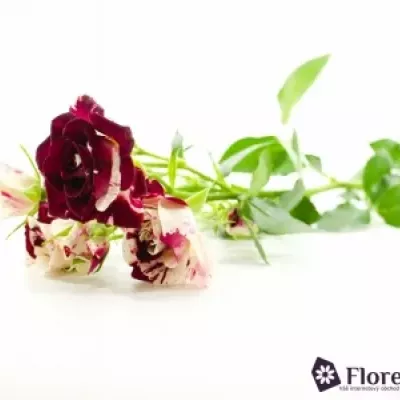 Bílorůžová růže SPARKLE GRAFFITI 40cm/4+