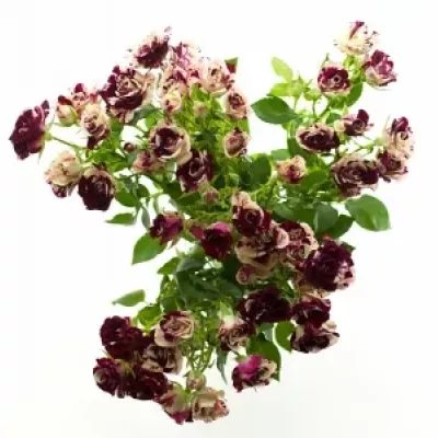 Bílorůžová růže SPARKLE GRAFFITI 40cm/4+