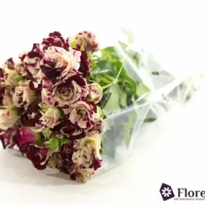 Bílorůžová růže SPARKLE GRAFFITI 40cm/4+