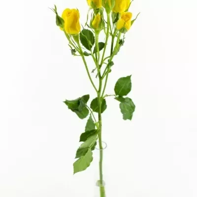 Žlutá růže SUNTANE 60cm