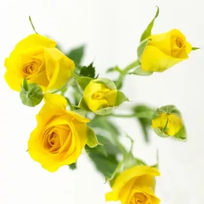 Žlutá růže SUNTANE 60cm