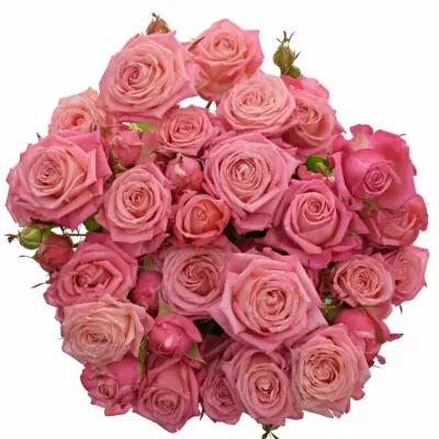 ROSA TR SWEET BUBBLES 50cm/5+