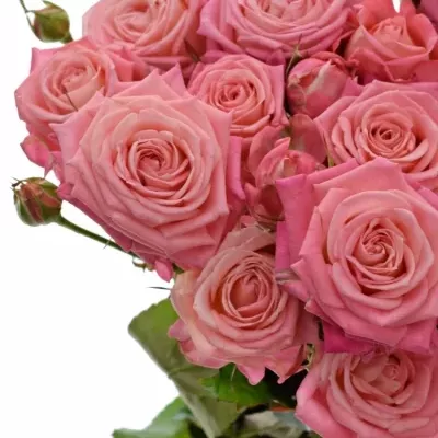 Růžová růže trsová SWEET BUBBLES 50cm/5+