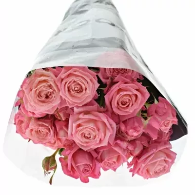 ROSA TR SWEET BUBBLES 50cm/5+