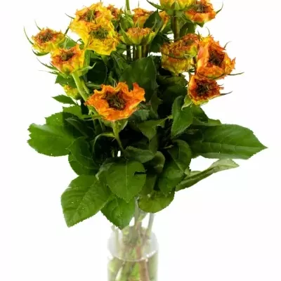 Žíhaná růže VIYELLA RED 50cm/2+