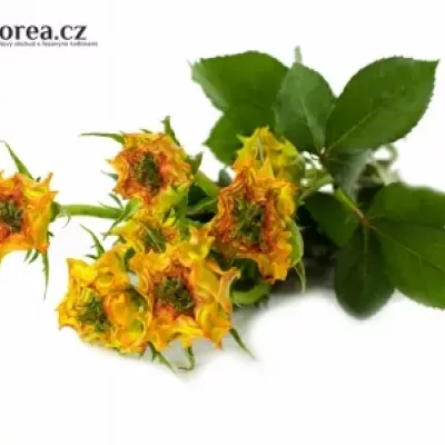 Žíhaná růže VIYELLA RED 50cm/2+