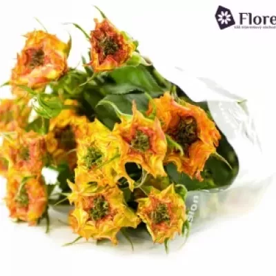 Žíhaná růže VIYELLA RED 50cm/2+