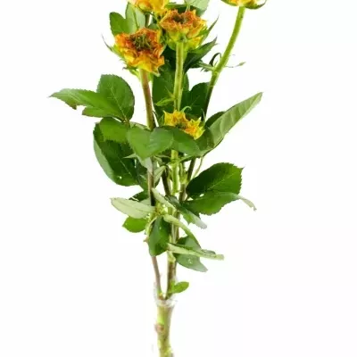 Žíhaná růže VIYELLA RED 50cm/2+