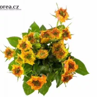 Žíhaná růže VIYELLA RED 50cm/2+