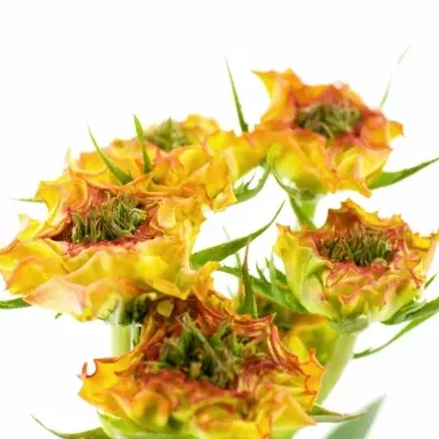 Žíhaná růže trsová VIYELLA RED 35cm/2+