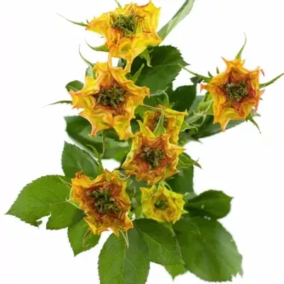 Žíhaná růže VIYELLA RED 50cm/2+