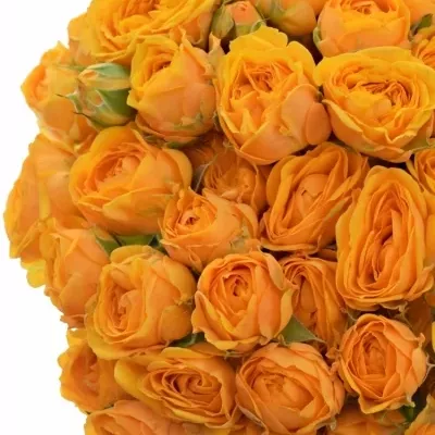 Žlutá růže trsová CHEROKEE 40cm/4+
