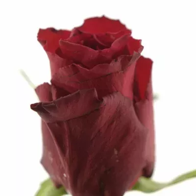 Červená růže UPPER IMPACT 50cm (M)