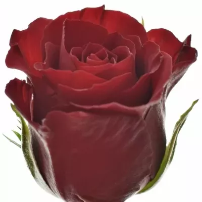 Červená růže VALENTINO 40cm (M)