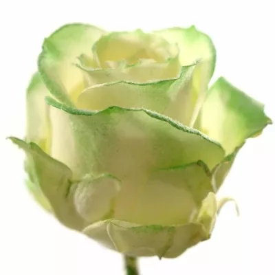 Fialová růže VENDELA GREEN SATIN 70cm (L)