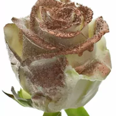 Bílá růže WAX BLING COOPER 70cm (XL)