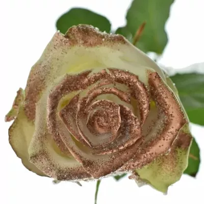 ROSA WAX BLING COOPER 70cm (XL)