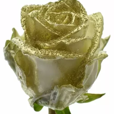 Bílá růže WAX BLING GOLD 70cm (XL)