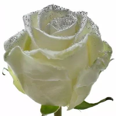 Bílá růže WAX BLING SILVER 70cm (XL)