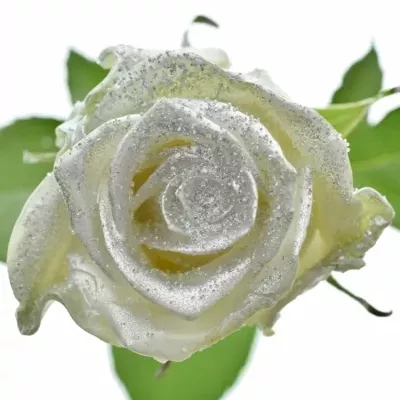 ROSA WAX BLING SILVER 70cm (XL)