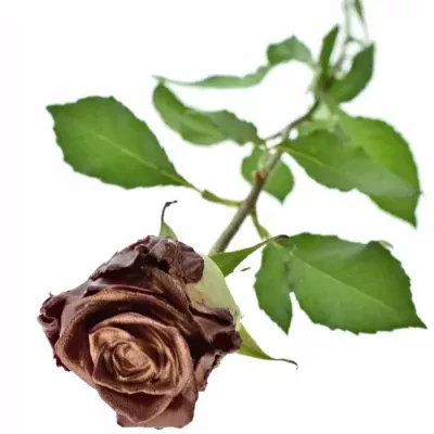 ROSA WAX BORDEAUX COOPER 70cm (XL)