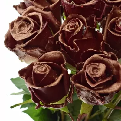 ROSA WAX BORDEAUX COOPER 70cm (XL)