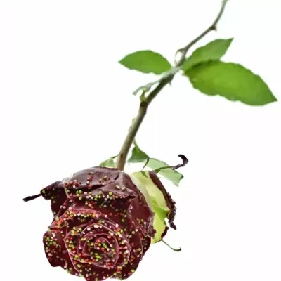 ROSA WAX BORDEAUX DISCO 70cm (XL)