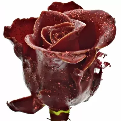 Bílá růže WAX RED GLITTERS 50cm (L)