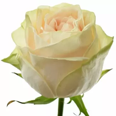 Biela ruža WEDDING ROSE 50cm (XL)