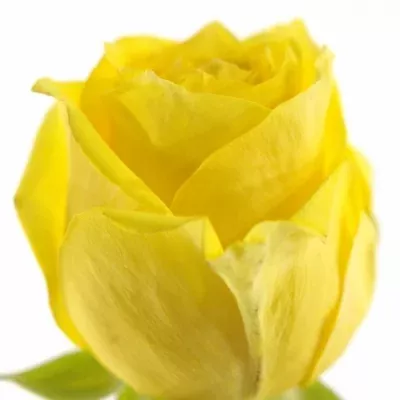 Žlutá růže WHAT ELSE 80cm (L)