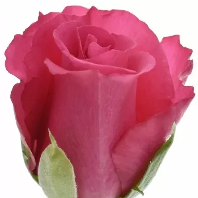 ROSA WILD CALYPSO