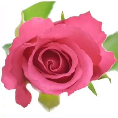 ROSA WILD CALYPSO