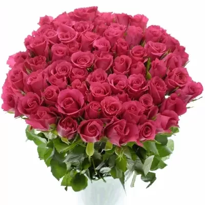 ROSA WILD CALYPSO