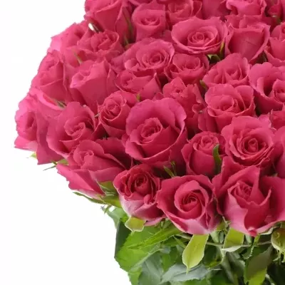 ROSA WILD CALYPSO