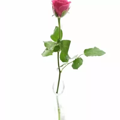 ROSA WILD CALYPSO