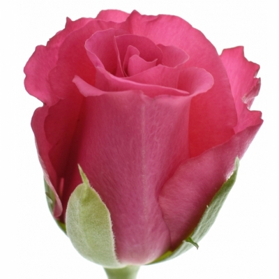 Růžová růže WILD CALYPSO 50cm (S)