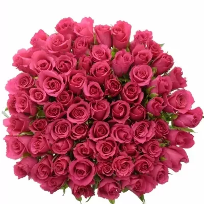 ROSA WILD CALYPSO